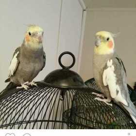 Lost Cockatiel