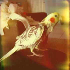 Lost Cockatiel