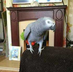 Lost African Grey