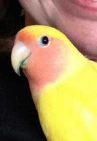 Lost Lovebird