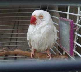 Lost Indian Ringneck Parakeet