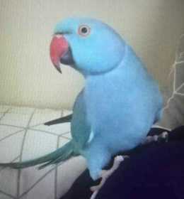 Lost Indian Ringneck Parakeet