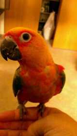 Lost Conure