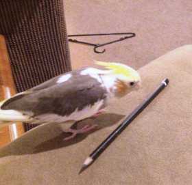 Lost Cockatiel