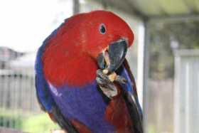 Lost Eclectus