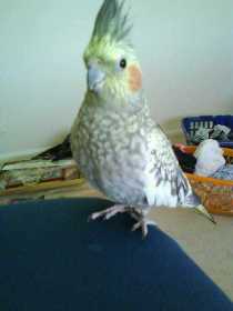 Lost Cockatiel