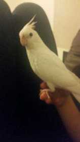 Lost Cockatiel