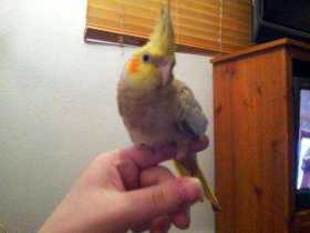 Lost Cockatiel