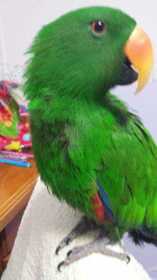 Lost Eclectus