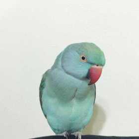 Lost Indian Ringneck Parakeet