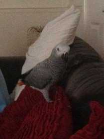 Lost African Grey