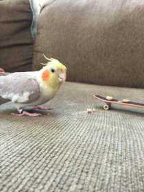 Lost Cockatiel