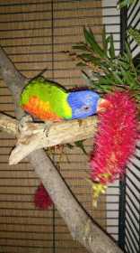 Lost Lory / Lorikeet