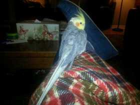 Lost Cockatiel