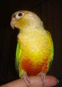 Lost Conure