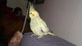 Lost Cockatiel