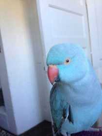 Lost Indian Ringneck Parakeet