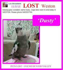 Lost Cockatiel