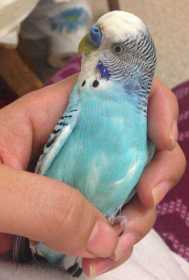 Lost Budgerigar