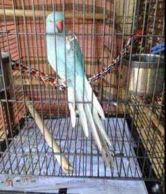 Lost Indian Ringneck Parakeet