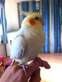 Lost Cockatiel