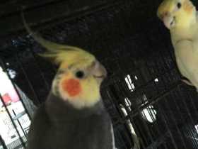 Lost Cockatiel