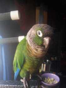 Lost Conure