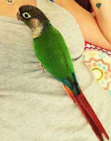 Lost Conure