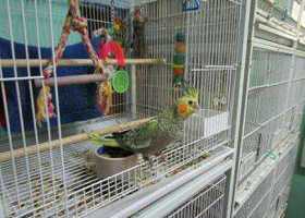 Lost Cockatiel