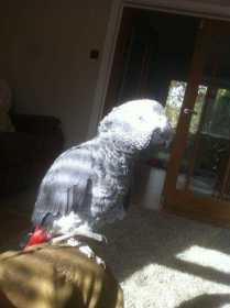 Lost African Grey