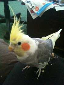 Lost Cockatiel