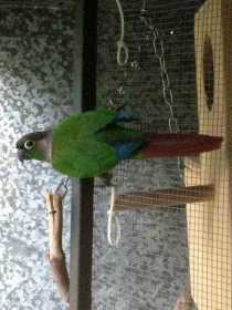 Lost Conure