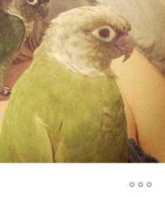 Lost Conure