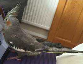 Lost Cockatiel