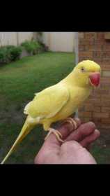 Lost Indian Ringneck Parakeet