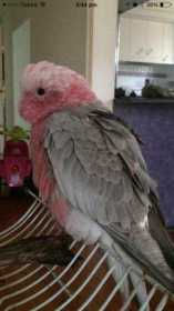 Lost Galah Cockatoo