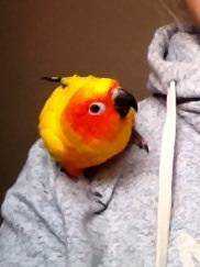 Lost Conure