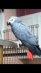 Lost African Grey
