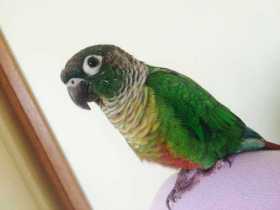 Lost Conure