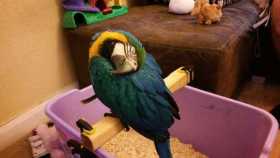 Lost Macaw