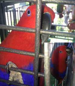 Lost Eclectus