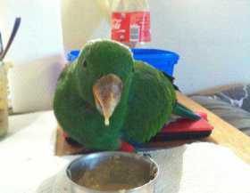 Lost Eclectus