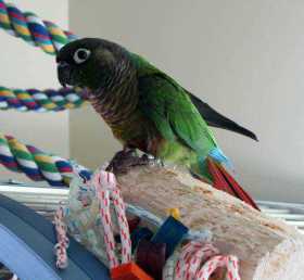 Lost Conure