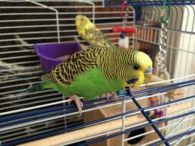 Lost Budgerigar