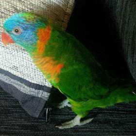 Lost Lory / Lorikeet