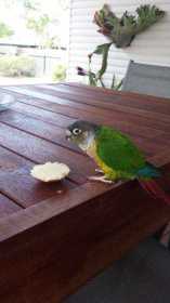 Lost Conure