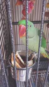 Lost Alexandrine
