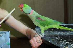 Lost Alexandrine