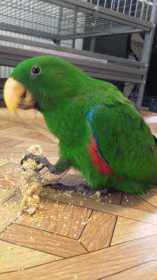 Lost Eclectus