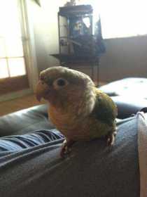 Lost Conure